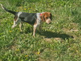 Chiot Beagle mâle non LOF né juillet 2025 à vendre
