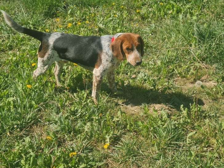 Chiot Beagle mâle non LOF né juillet 2025 à vendre