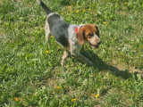 Chiot Beagle mâle non LOF né juillet 2025 à vendre