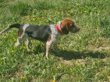 Chiot Beagle mâle non LOF né juillet 2025 à vendre