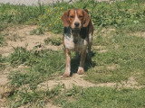 Chiot Beagle mâle non LOF né juillet 2025 à vendre