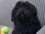 Uguy, étalon Bichon Havanais LOF disponible pour saillie dans le Morbihan