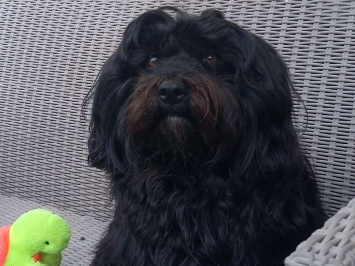 Uguy, étalon Bichon Havanais LOF disponible pour saillie dans le Morbihan