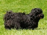 Uguy, étalon Bichon Havanais LOF disponible pour saillie dans le Morbihan