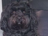 Uguy, étalon Bichon Havanais LOF disponible pour saillie dans le Morbihan