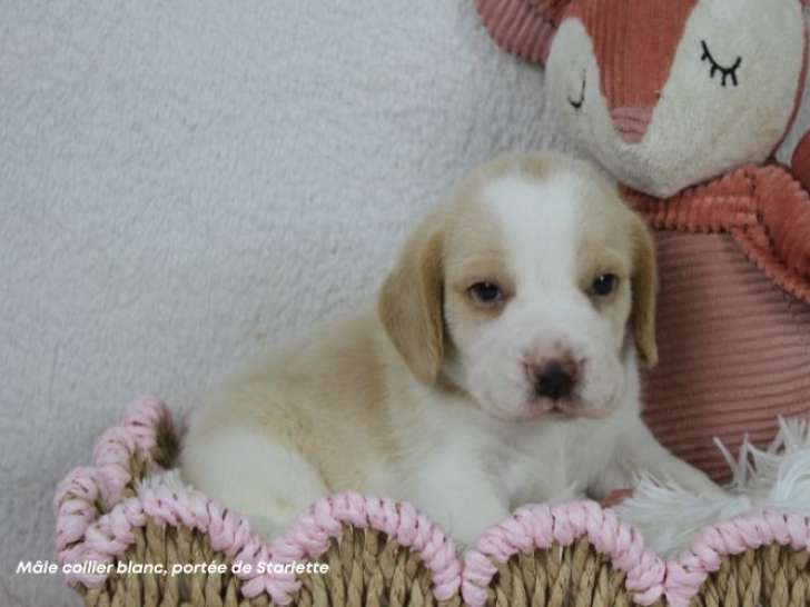 Chiot mâle Beagle bicolore LOF à vendre