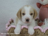 Chiot mâle Beagle bicolore LOF à vendre