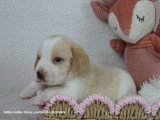 Chiot mâle Beagle bicolore LOF à vendre