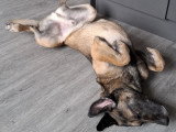 Ursu, Malinois à adopter en association