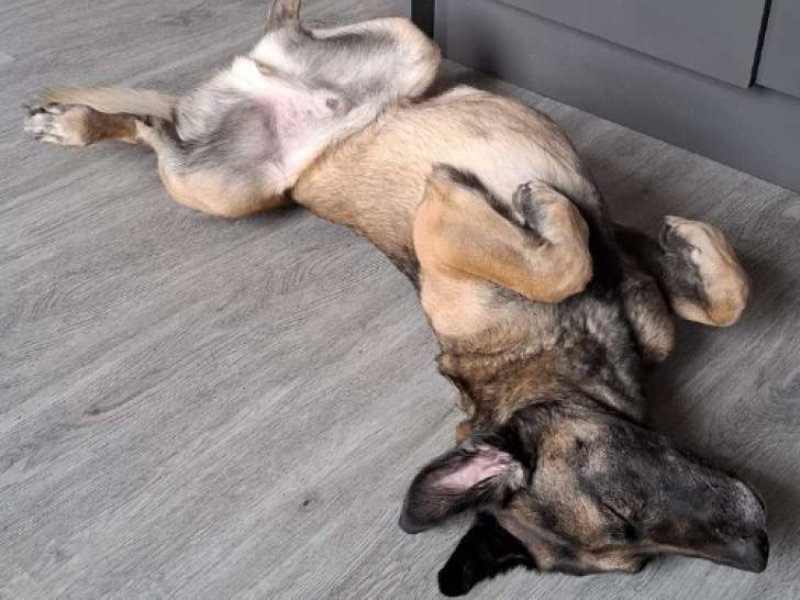 Ursu, Malinois à adopter en association
