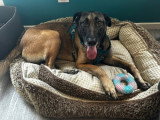 Ursu, Malinois à adopter en association