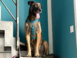 Ursu, Malinois à adopter en association