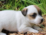 Portée de 6 chiots Jack Russell Terrier non LOF avril 2026 à vendre
