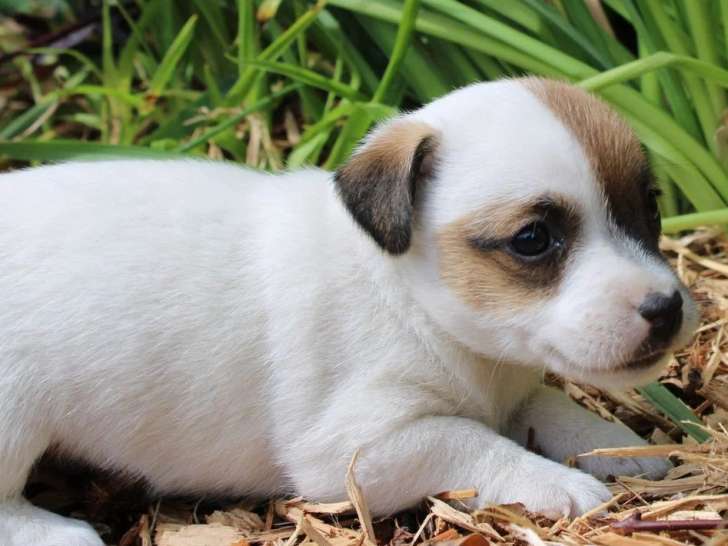 Portée de 6 chiots Jack Russell Terrier non LOF avril 2026 à vendre