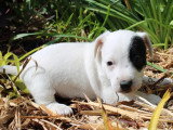Portée de 6 chiots Jack Russell Terrier non LOF avril 2026 à vendre