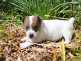 Portée de 6 chiots Jack Russell Terrier non LOF avril 2026 à vendre