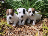 Portée de 6 chiots Jack Russell Terrier non LOF avril 2026 à vendre