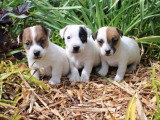 Portée de 6 chiots Jack Russell Terrier non LOF avril 2026 à vendre