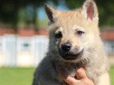 Portée de 4 chiots Chien Loup Tchécoslovaque LOF à vendre