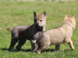 Portée de 4 chiots Chien Loup Tchécoslovaque LOF à vendre