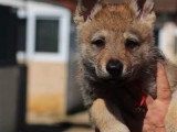 Portée de 4 chiots Chien Loup Tchécoslovaque LOF à vendre