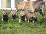 Portée de 4 chiots Chien Loup Tchécoslovaque LOF à vendre