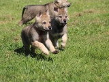 Portée de 4 chiots Chien Loup Tchécoslovaque LOF à vendre