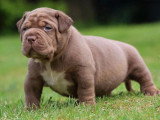 Portée American Bully XL 6 chiots lilac et chocolat non LOF disponible