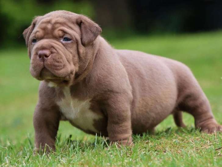 Portée American Bully XL 6 chiots lilac et chocolat non LOF disponible