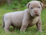 Portée American Bully XL 6 chiots lilac et chocolat non LOF disponible
