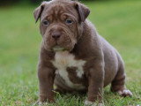 Portée American Bully XL 6 chiots lilac et chocolat non LOF disponible