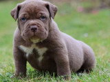 Portée American Bully XL 6 chiots lilac et chocolat non LOF disponible