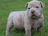 Portée American Bully XL 6 chiots lilac et chocolat non LOF disponible