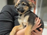 Zaza, chiot femelle Berger Allemand à adopter en refuge