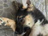 Zaza, chiot femelle Berger Allemand à adopter en refuge