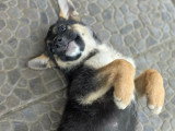 Zaza, chiot femelle Berger Allemand à adopter en refuge