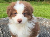 Portée de 7 chiots Berger Australien LOF d'avril 2026 à réserver