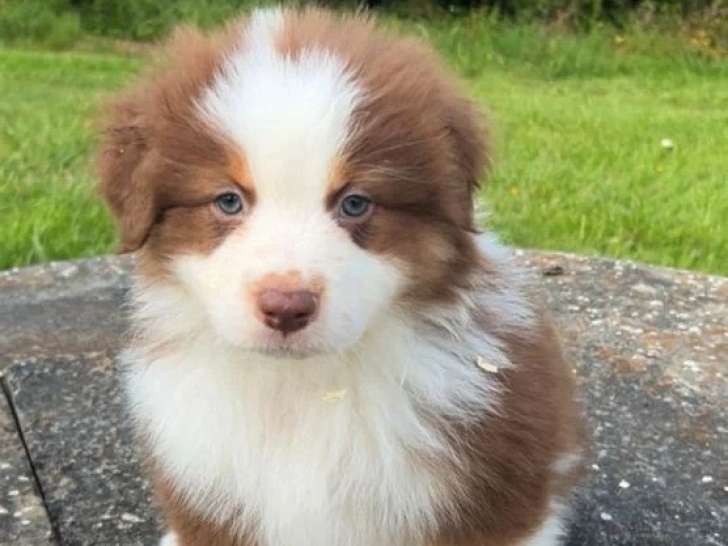 Portée de 7 chiots Berger Australien LOF d'avril 2026 à réserver