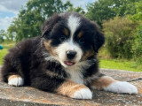 Portée de 7 chiots Berger Australien LOF d'avril 2026 à réserver