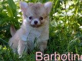 Portée 3 chiots femelles Chihuahua poil long non LOF à vendre