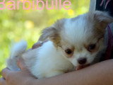 Portée 3 chiots femelles Chihuahua poil long non LOF à vendre