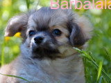 Portée 3 chiots femelles Chihuahua poil long non LOF à vendre