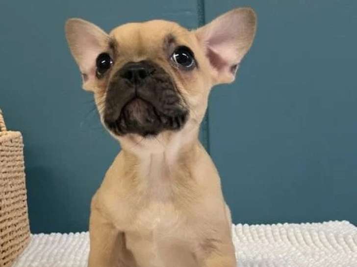 Réservation de 2 chiots Bouledogue Français non LOF mâle et femelle de mai 2026
