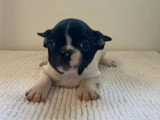 Réservation de 2 chiots Bouledogue Français non LOF mâle et femelle de mai 2026