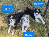 Portée de 9 chiots Berger Australien non LOF nés en mars 2026 à vendre