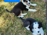 Portée de 9 chiots Berger Australien non LOF nés en mars 2026 à vendre