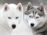 5 chiots Husky de Sibérie LOF nés en mai 2026 à réserver