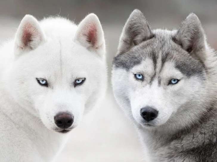 5 chiots Husky de Sibérie LOF nés en mai 2026 à réserver