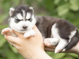 5 chiots Husky de Sibérie LOF nés en mai 2026 à réserver