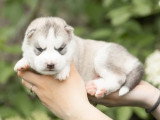 5 chiots Husky de Sibérie LOF nés en mai 2026 à réserver
